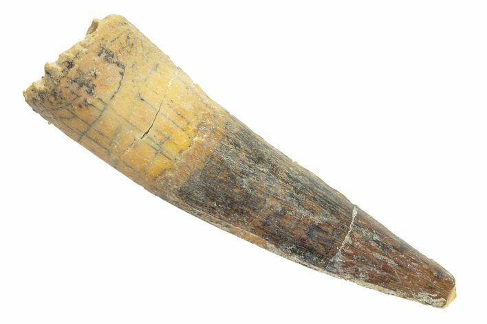 Fossil Spinosaurus Tooth - Real Dinosaur Tooth #249361